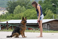 Hundeausbildung beim Heeressporverein Krems-Mautern Sektion Hundesport